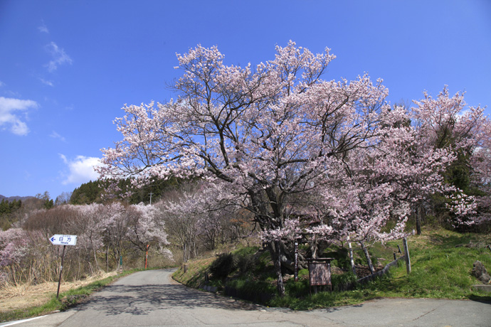 桜神様　25日頃 桜神様 25日頃