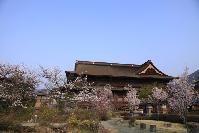 花いっぱいの善光寺の春。うららかな春の光の中、境内は善男善女で