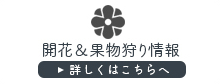 開花情報