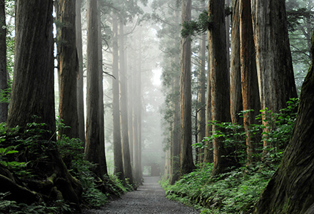 スライドイメージ