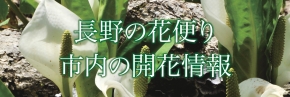 花の開花情報ページ（春・夏用）