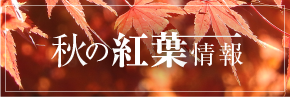 花の開花情報ページ（秋の紅葉用）