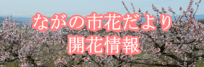 開花情報（～桜）