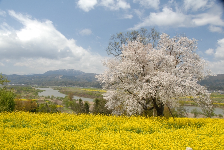 飯山菜の花公園