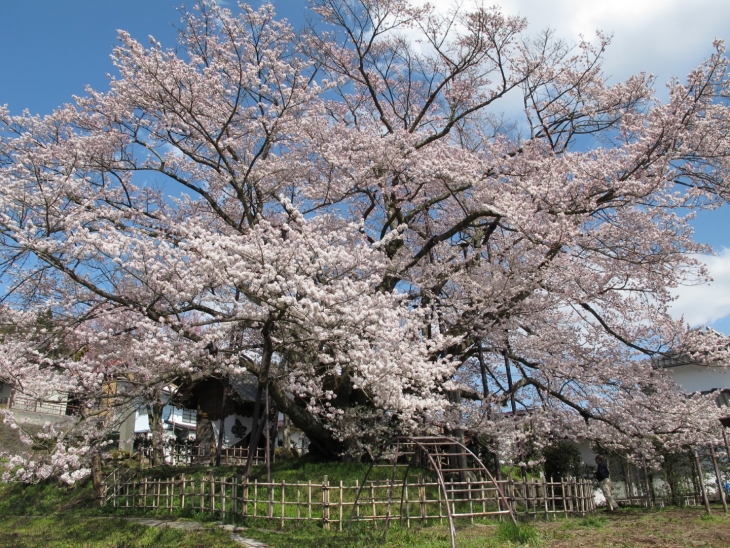 素桜神社の神代桜